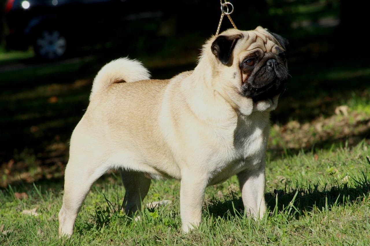 Mopsas