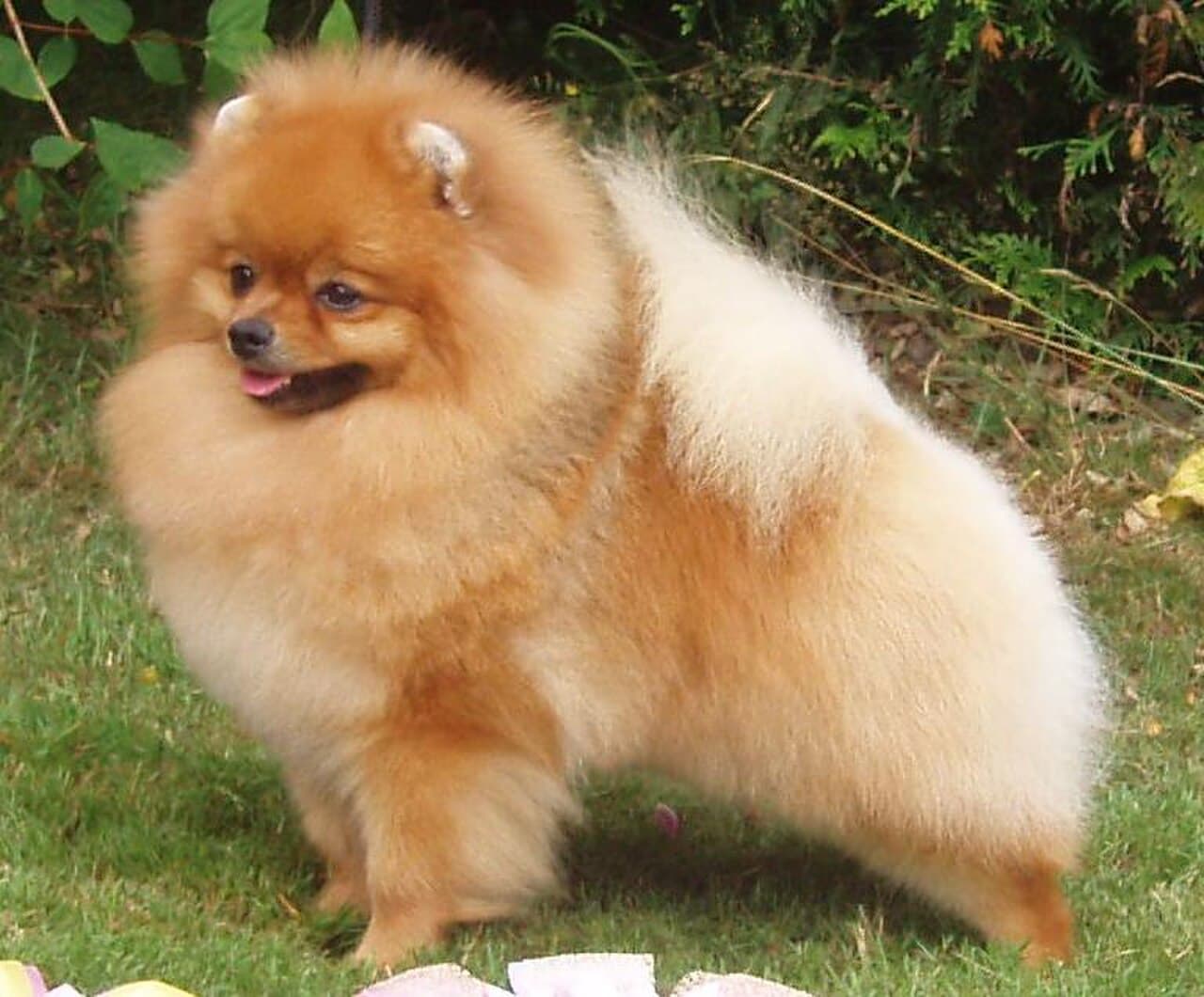 Pomeranas
